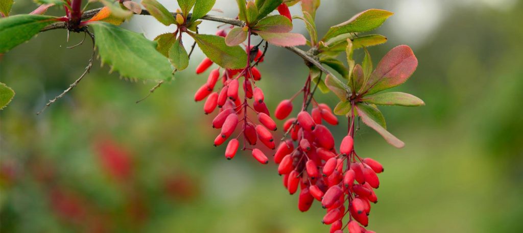 La berbérine bio un principe actif extrait du Berberis vulgaris épine-vinette, contre le diabète de type 2 et anti cancer naturel puissant